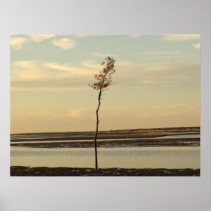 Solo Tree on Cape Cod Beach Picture Poster