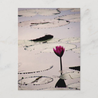 Solo-tus | Cambodia Postcard