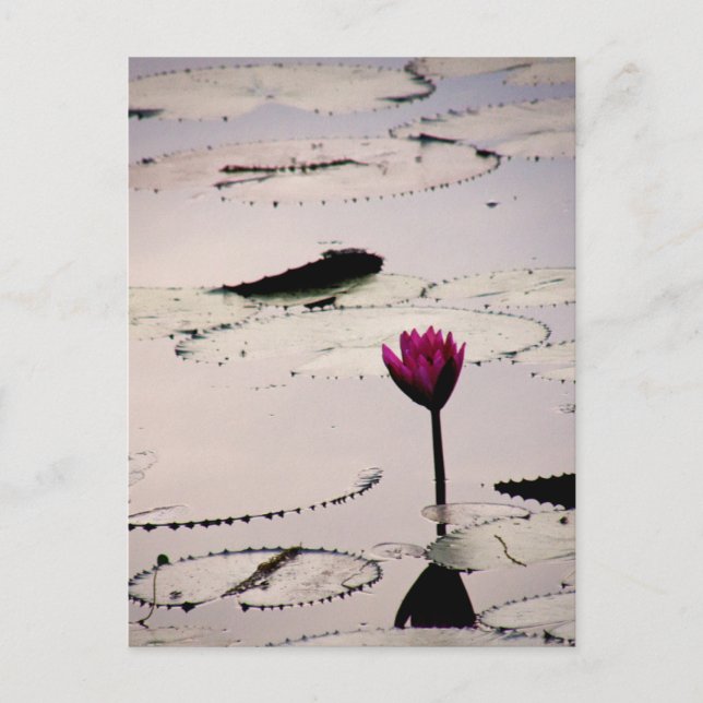 Solo-tus | Cambodia Postcard (Front)