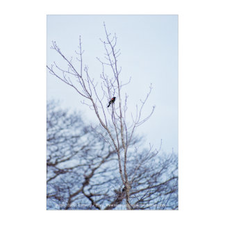 Soloist Acrylic Print
