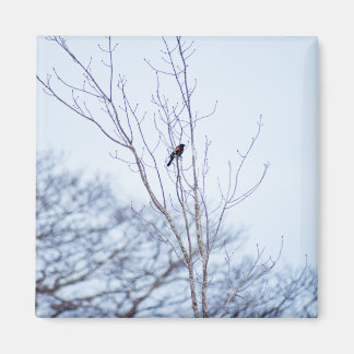 Soloist Magnet
