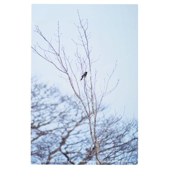 Soloist Metal Print (Front)