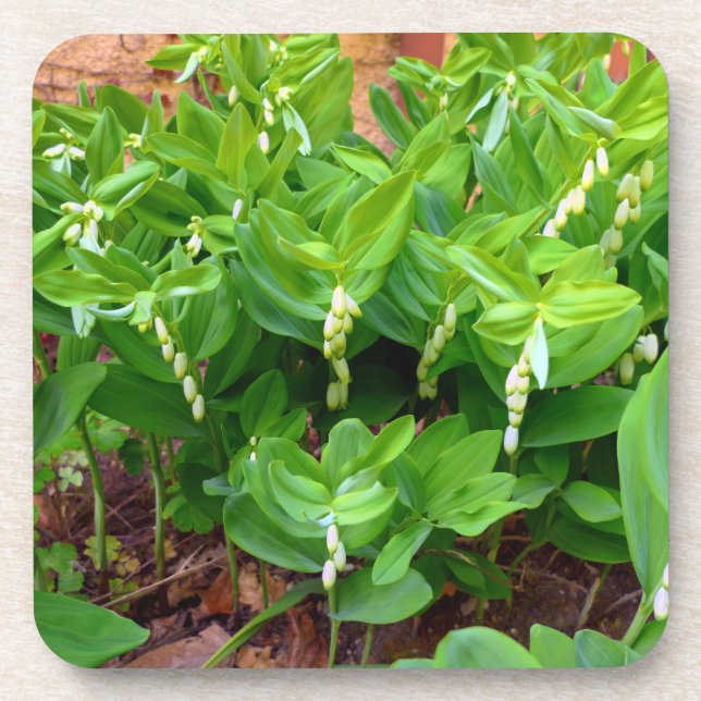 Solomons Seal Beverage Coaster (Front)