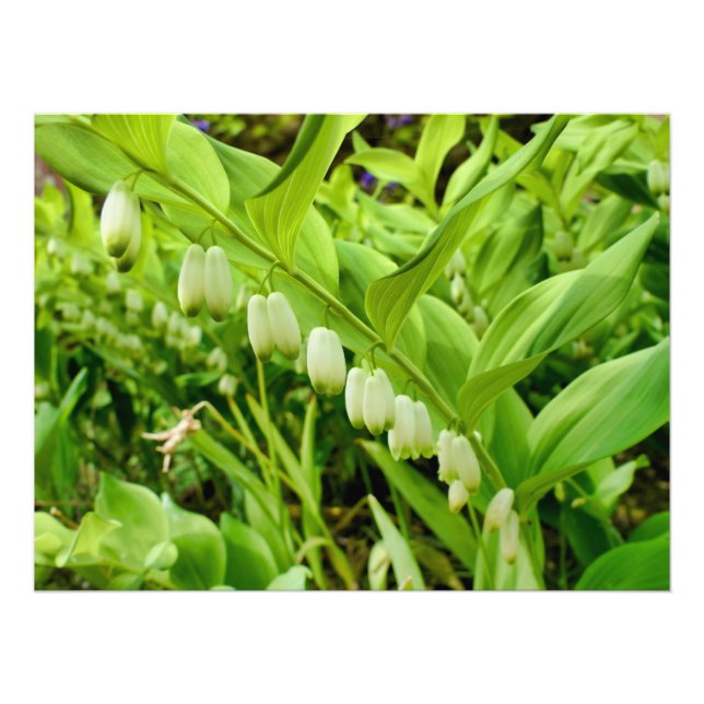 Solomons Seal Photo Print (Front)