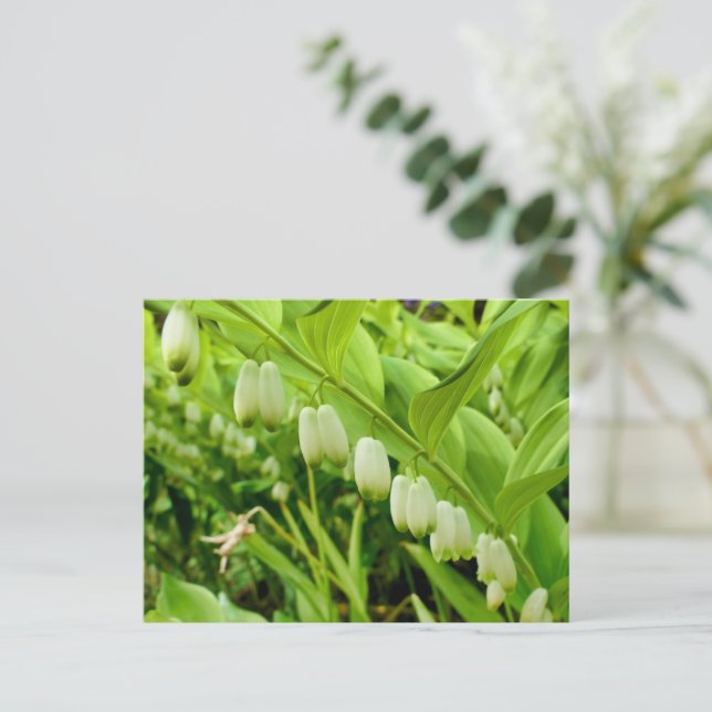 Solomons Seal Postcard (Standing Front)