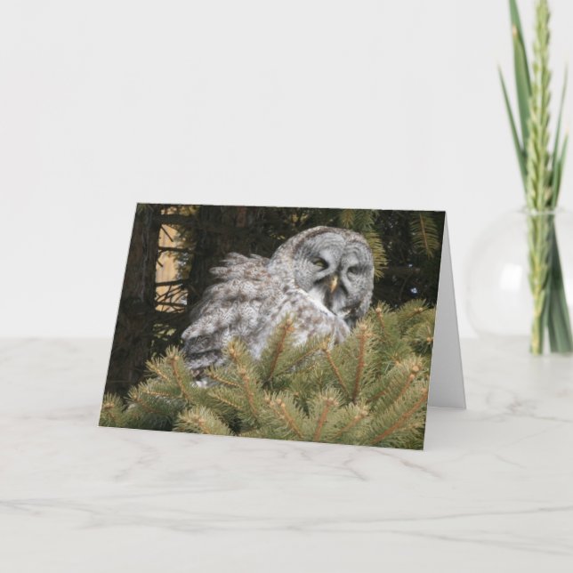 Solstice Card with Great Gray Owl (Front)