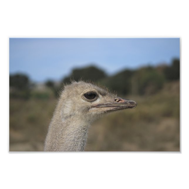 Solvang, CA Photo Print (Front)