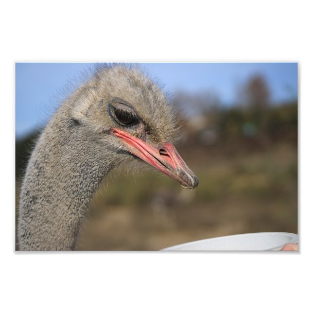 Solvang, CA Photo Print (Front)