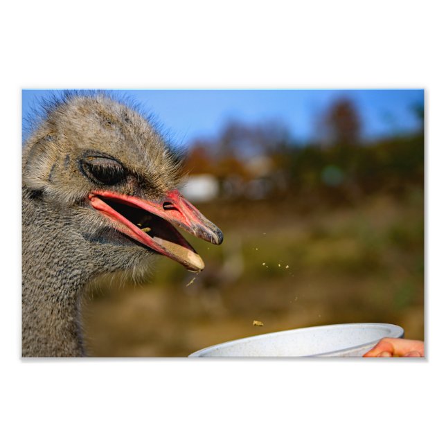 Solvang, CA Photo Print (Front)