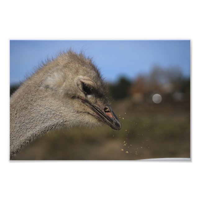 Solvang, CA Photo Print (Front)