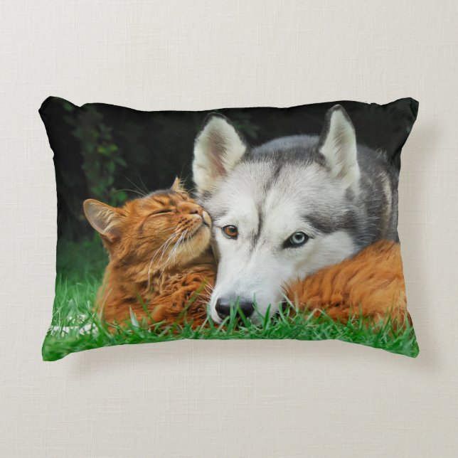 Somali cat and Siberian Husky cute friends huddle Accent Pillow (Front)