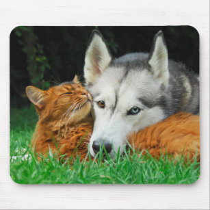 Somali cat and Siberian Husky cute friends huddle Mouse Pad