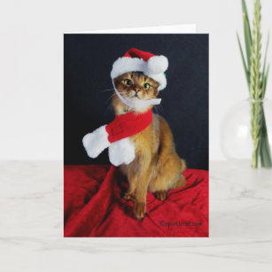 Somali Cat Holiday Greeting Card