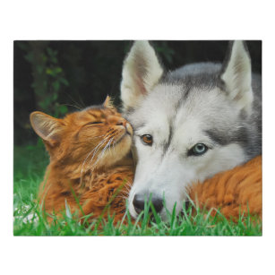 Somali Cat Siberian Husky Cute Friends Huddle Love Faux Canvas Print