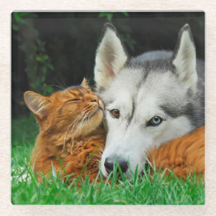 Somali Cat Siberian Husky Cute Friends Huddle Love Glass Coaster