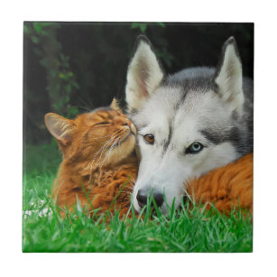 Somali Cat Siberian Husky Cute Friends Huddle Love Tile