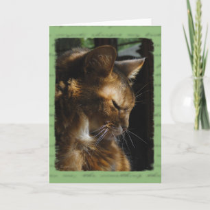 Somali Cat Sympathy Card
