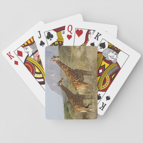 Somali Giraffe Reticulated Giraffe Giraffa Poker Cards