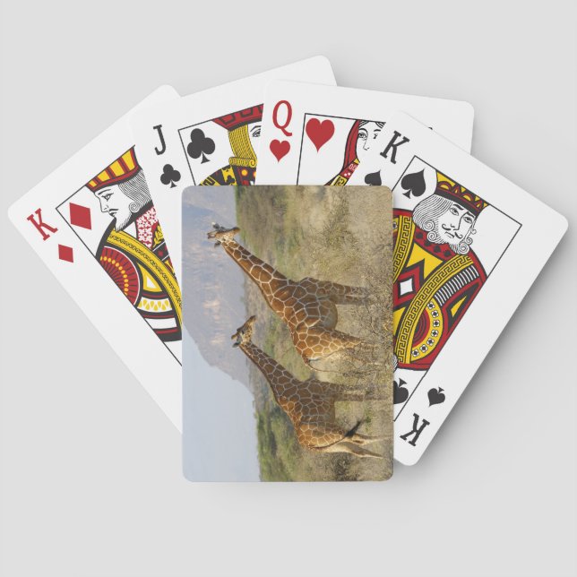 Somali Giraffe, Reticulated Giraffe, Giraffa Poker Cards (Back)