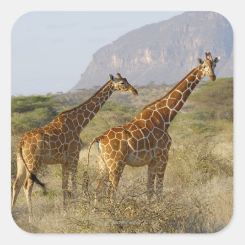 Somali Giraffe Reticulated Giraffe Giraffa Square Sticker