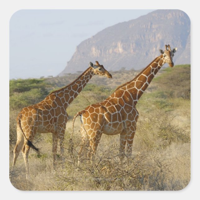 Somali Giraffe, Reticulated Giraffe, Giraffa Square Sticker (Front)