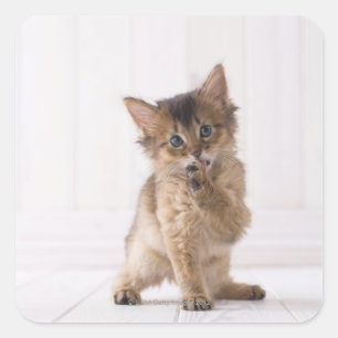Somali Licking Forefoot Square Sticker
