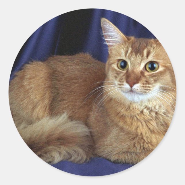 Somali, sorrel classic round sticker (Front)