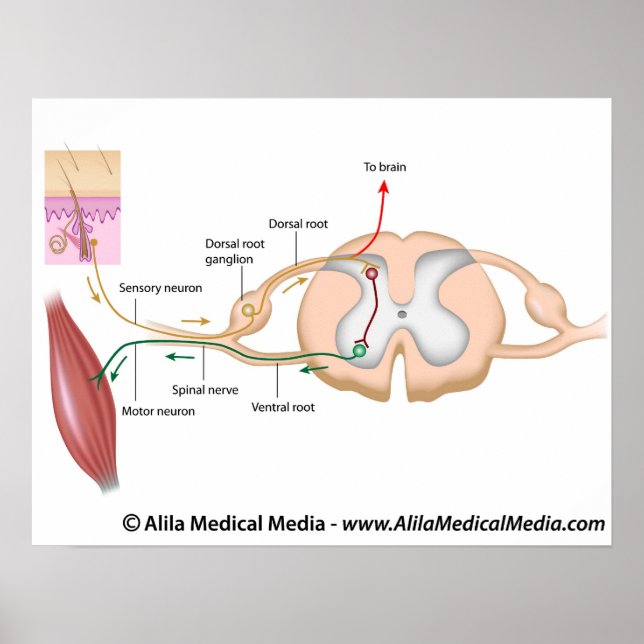 Somatic reflex, labeled diagram. poster (Front)