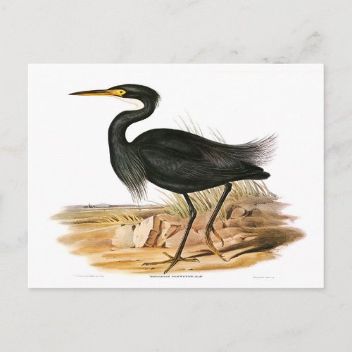 Somber Egret illustration by Elizabeth Gould  Postcard