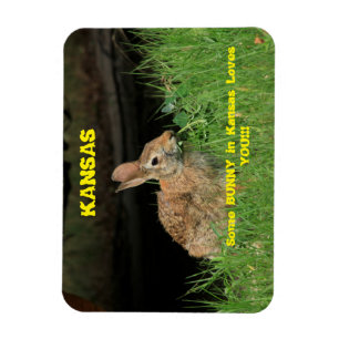 Some Bunny in Kansas Loves You Magnet. Magnet
