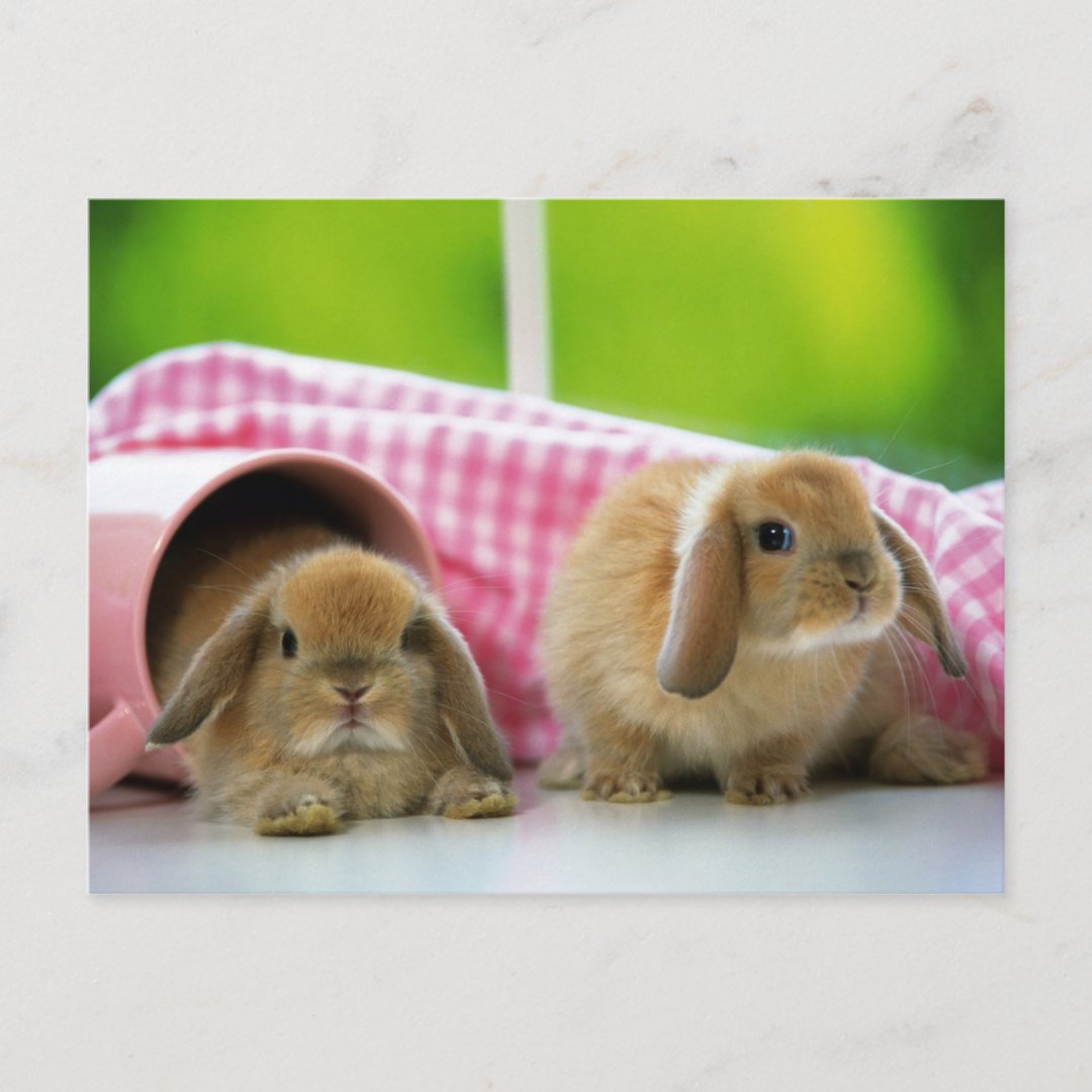 Some Bunny Loves Me Postcard Zazzle