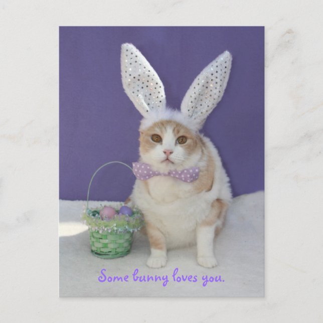 Some bunny loves you. postcard (Front)