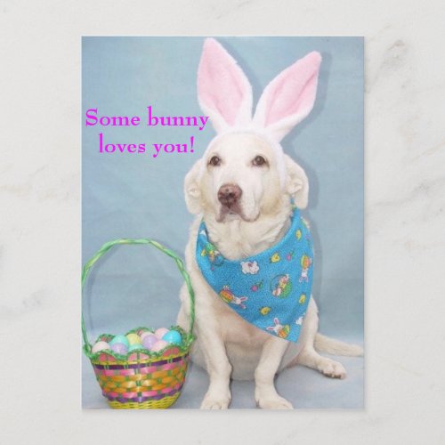 Some bunny loves you postcard