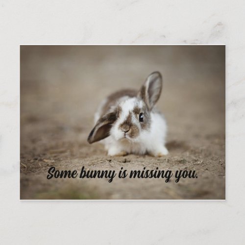Some Bunny Postcard
