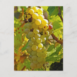 Some Chasselas in the vineyard - planted long Postcard