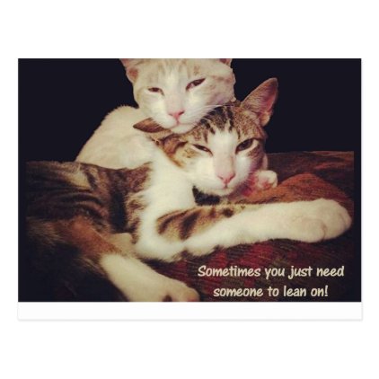 Someone to Lean on Kitty Cats Postcard