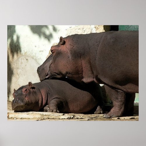 Someone To Watch Over Me Hippopotamus Portrait Poster