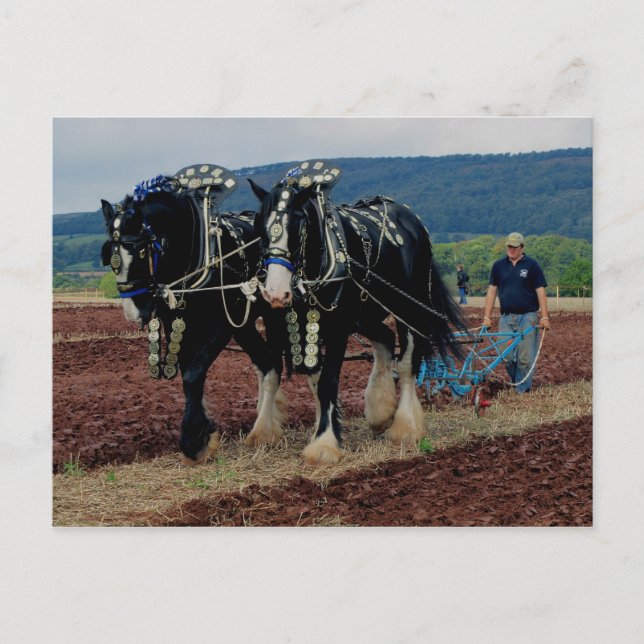 Somerset Uk Horse Ploughing Championships 2011 Postcard (Front)