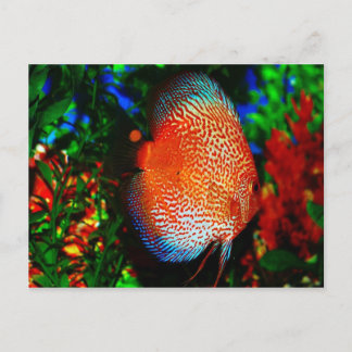 Something Fishy Postcard