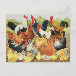 Something to Crow About Postcard