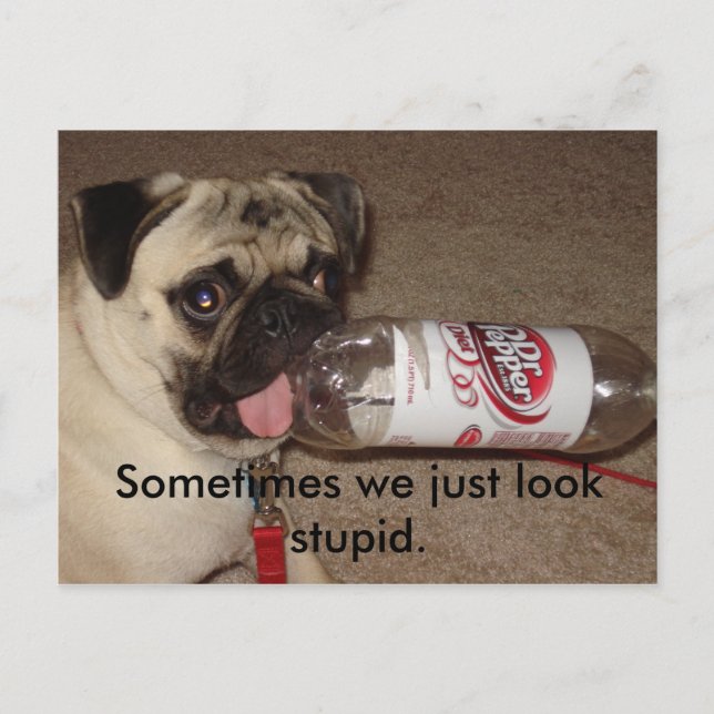 Sometimes we just look stupid. postcards (Front)