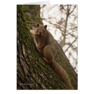 Sometimes you feel like a nut! cards