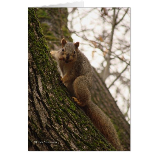 Sometimes you feel like a nut! cards (Front)