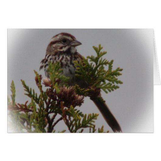 Song Bird Cards (Front Horizontal)