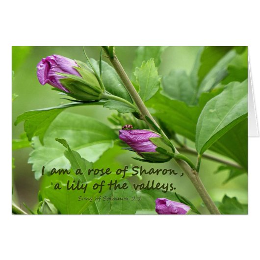 Song of Solomon 2:1 Cards (Front Horizontal)