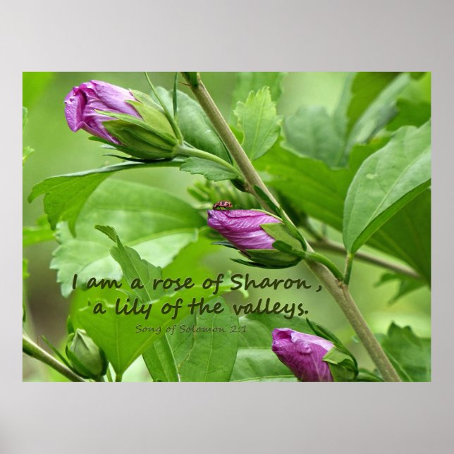 Song of Solomon 2:1 Poster (Front)