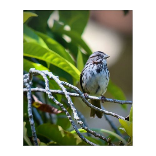 Song Sparrow Acrylic Print