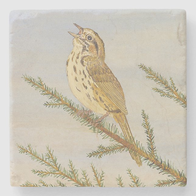 Song Sparrow Coaster (Front)