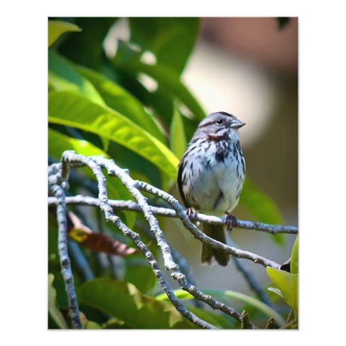 Song Sparrow Photo Print