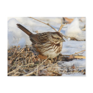 Song Sparrow Postcard